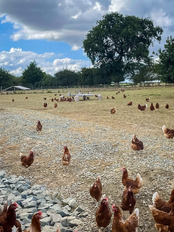Free-range hens on a stone apron outside a poultry range with shelters