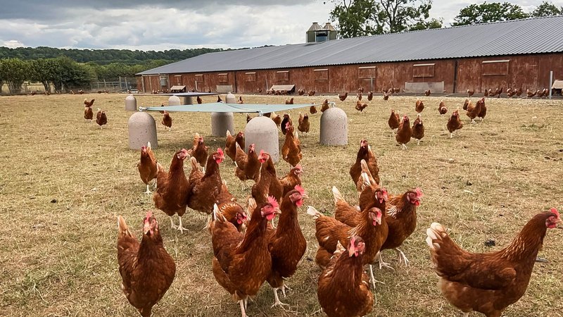 Free-range hens grazing around domed concrete poultry shelters beside a laying shed