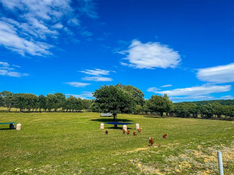 Free-range hens grazing a green field with concrete poultry shelters under a tree