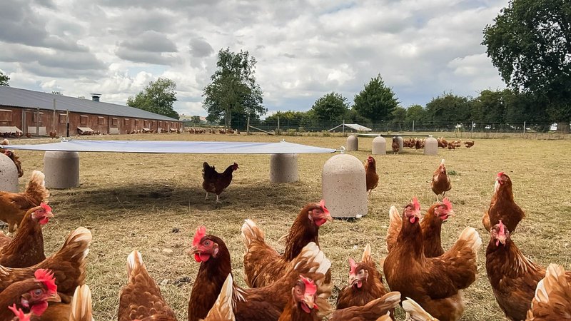 Free range hens in a field with precast concrete poultry shelters behind