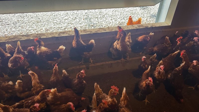 Free-range hens gathered at a concrete poultry ramp leading out of a shed