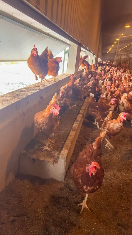 Hens crowding a precast concrete ramp at the popholes of a poultry shed